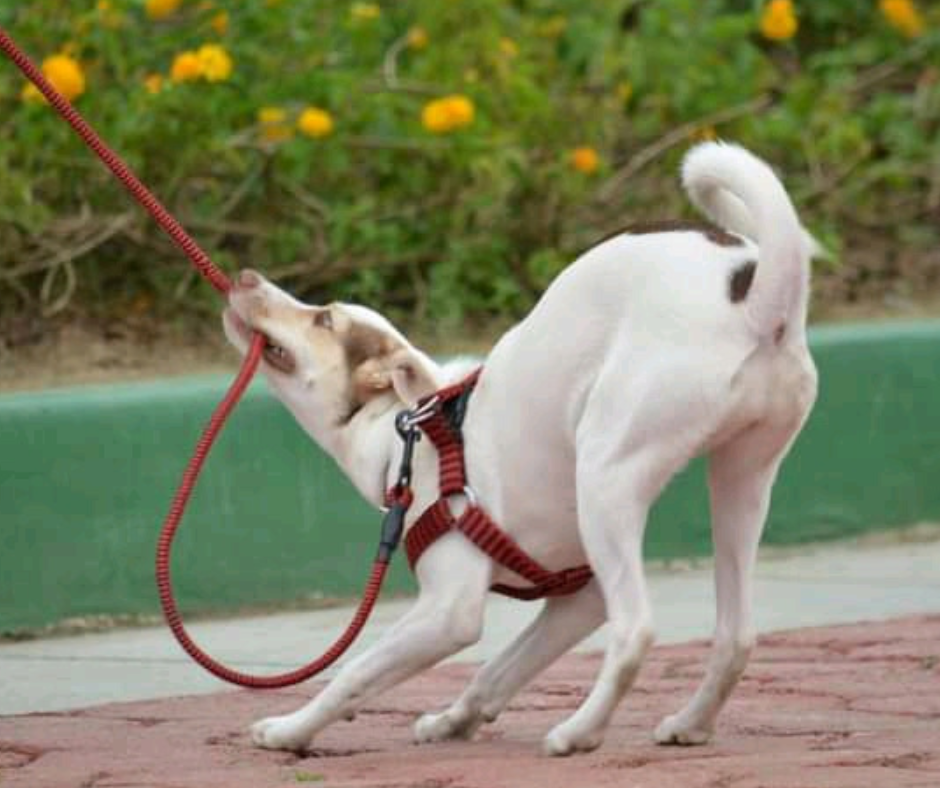 Teach Your Dog to Walk on a Lead Without Pulling