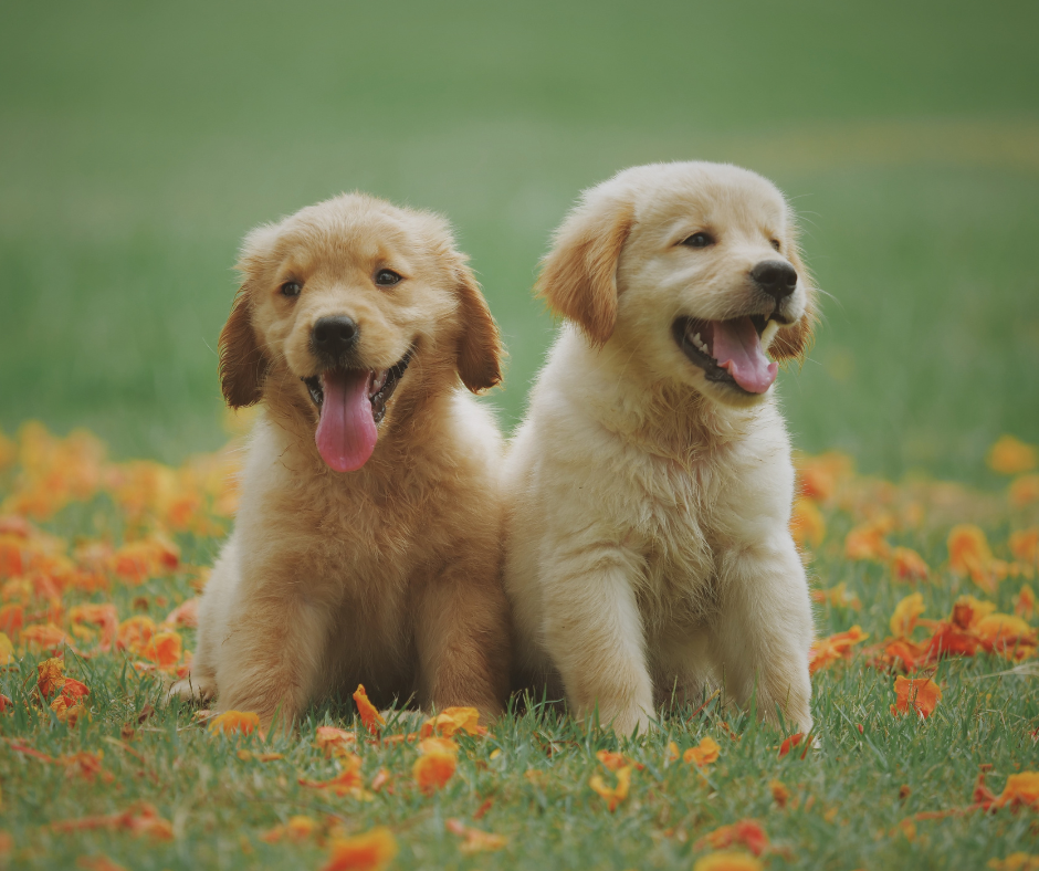 New Zealand’s 7 Most Popular Dog Breeds