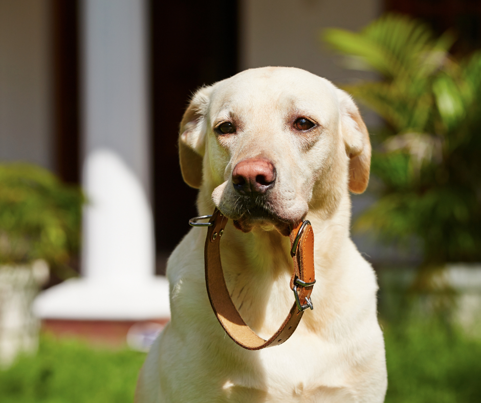 How to Pick the Right Sized Dog Collar