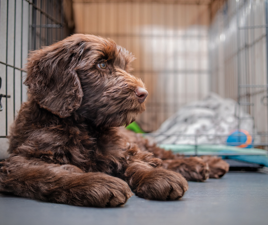 Dog Products