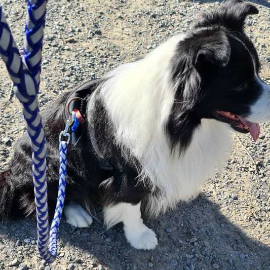 Premium Quality Braided Reflective Dog Lead -Small