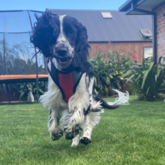 Ruff n Tuff Premium Soft Dog Harness - Medium