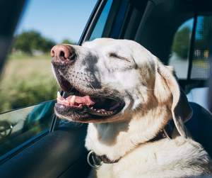 Don’t Leave Dogs in Hot Cars: Here’s Why!