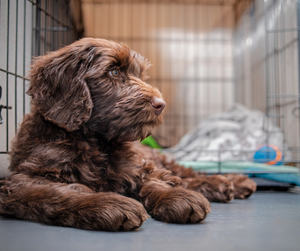 Crate Training Your Dog: A Beginners Guide