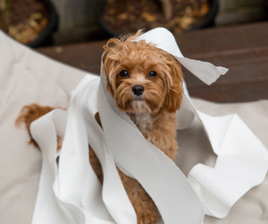 How to Toilet Train Your Puppy or Kitten