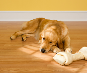 How to Introduce a New Pet into Your Home
