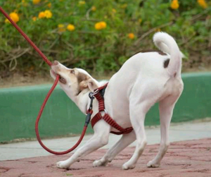 Teach Your Dog to Walk on a Lead Without Pulling