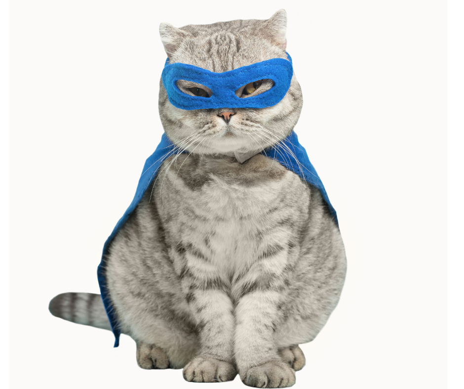 Supercats on Beavers Blog!