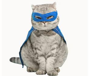 Supercats on Beavers Blog!