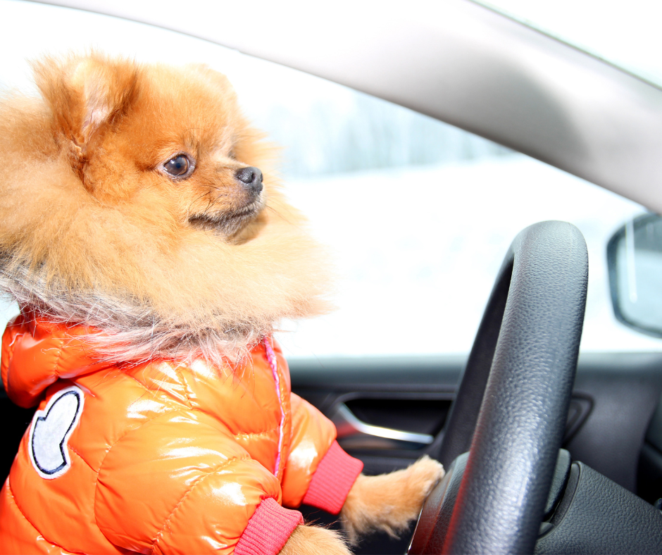 5 Tips On Dog Safety in a Car