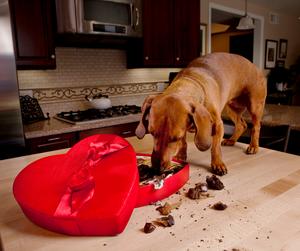 Foods Poisonous to Dogs – What Every Owner Should Know