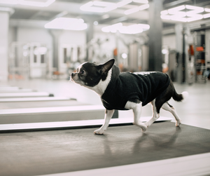 Dog Exercise: How Much Exercise Does My Dog Need?