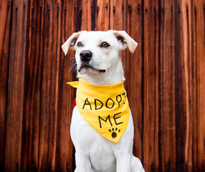 5 Signs You’re Ready to Adopt a Pet