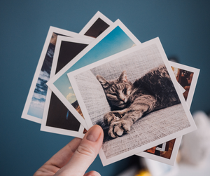 7 Pets on Social Media You Really Should Check Out!