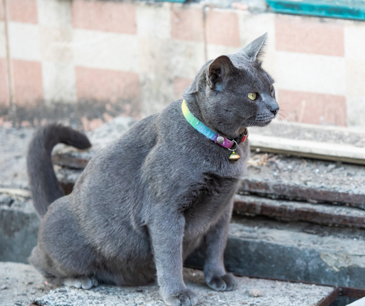 Is Your Cat Peeing Inside? Here’s What to Do About It