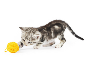 Playing with A Kitten: Do’s, Don’ts & Must Haves
