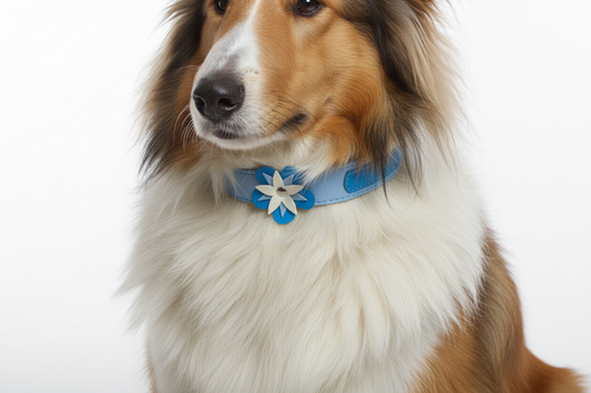 Blue flower dog collar