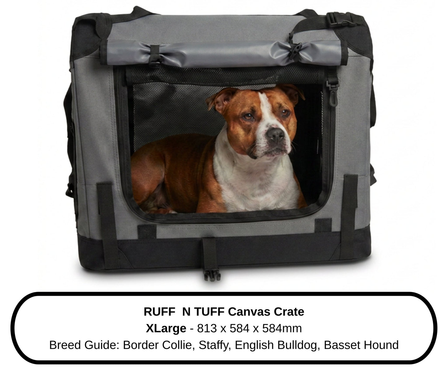 Close-up of a Staffordshire Bull Terrier inside the XLarge Ruff N Tuff dog crate