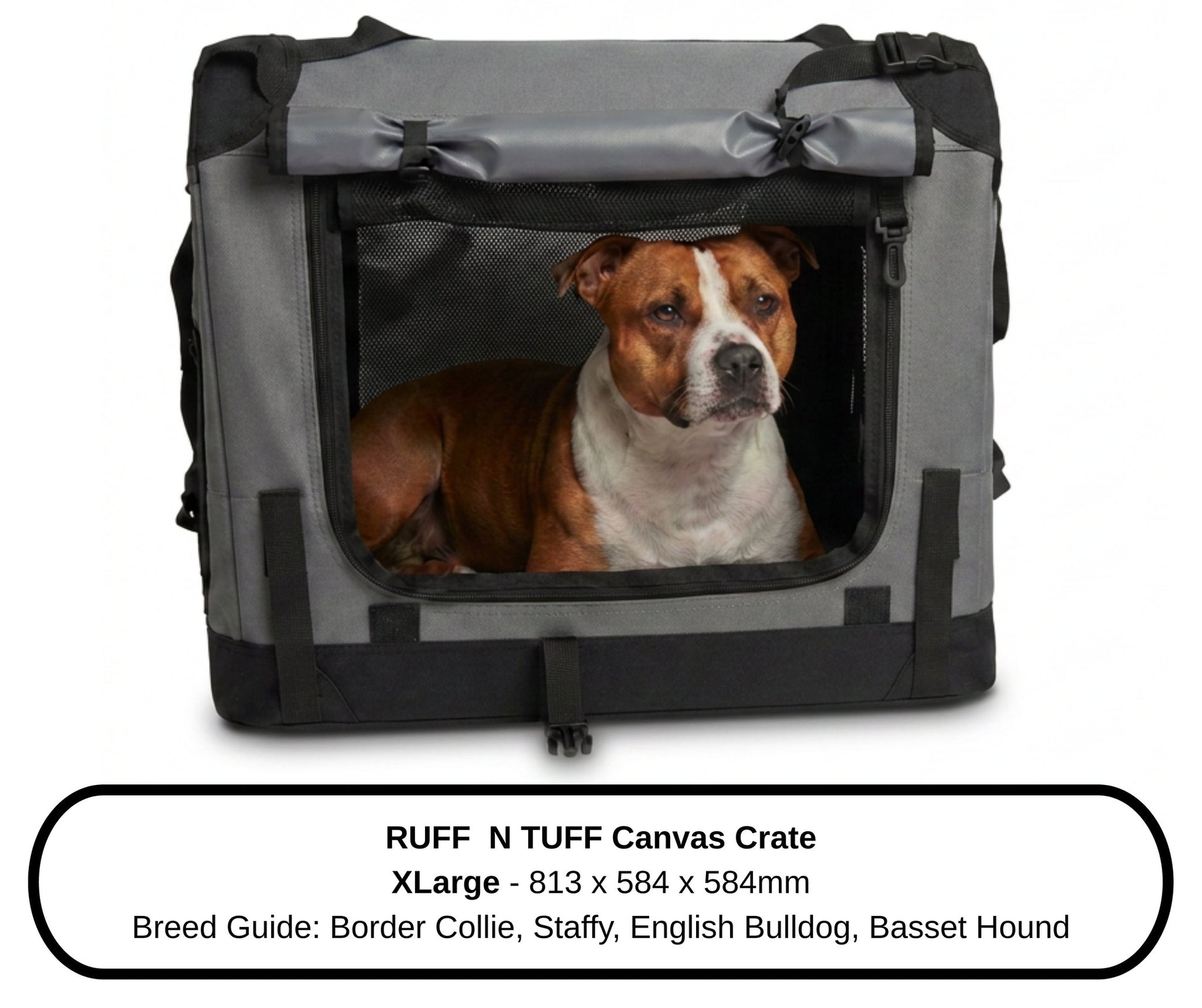 Close-up of a Staffordshire Bull Terrier inside the XLarge Ruff N Tuff dog crate