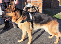 Premium Quality Ruff & Tuff Dog Harness - Large