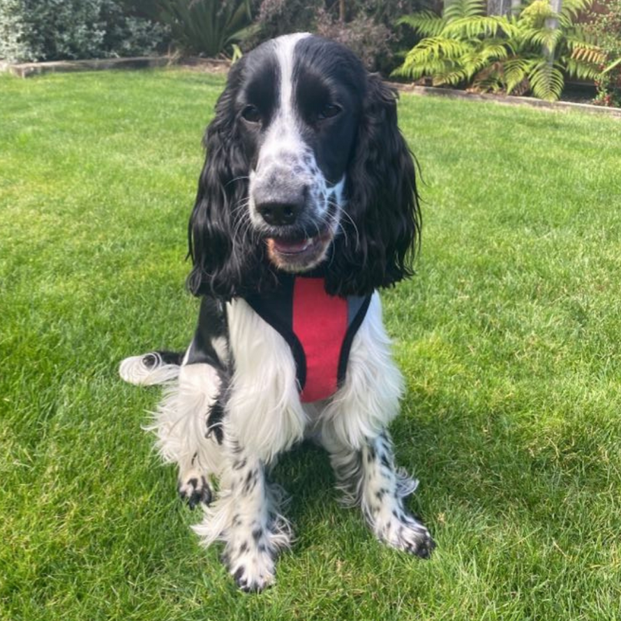 Beavers Pet Products Beavers Pet Products Affordable, High Quality