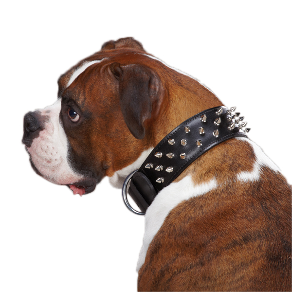 Dog sales security collar